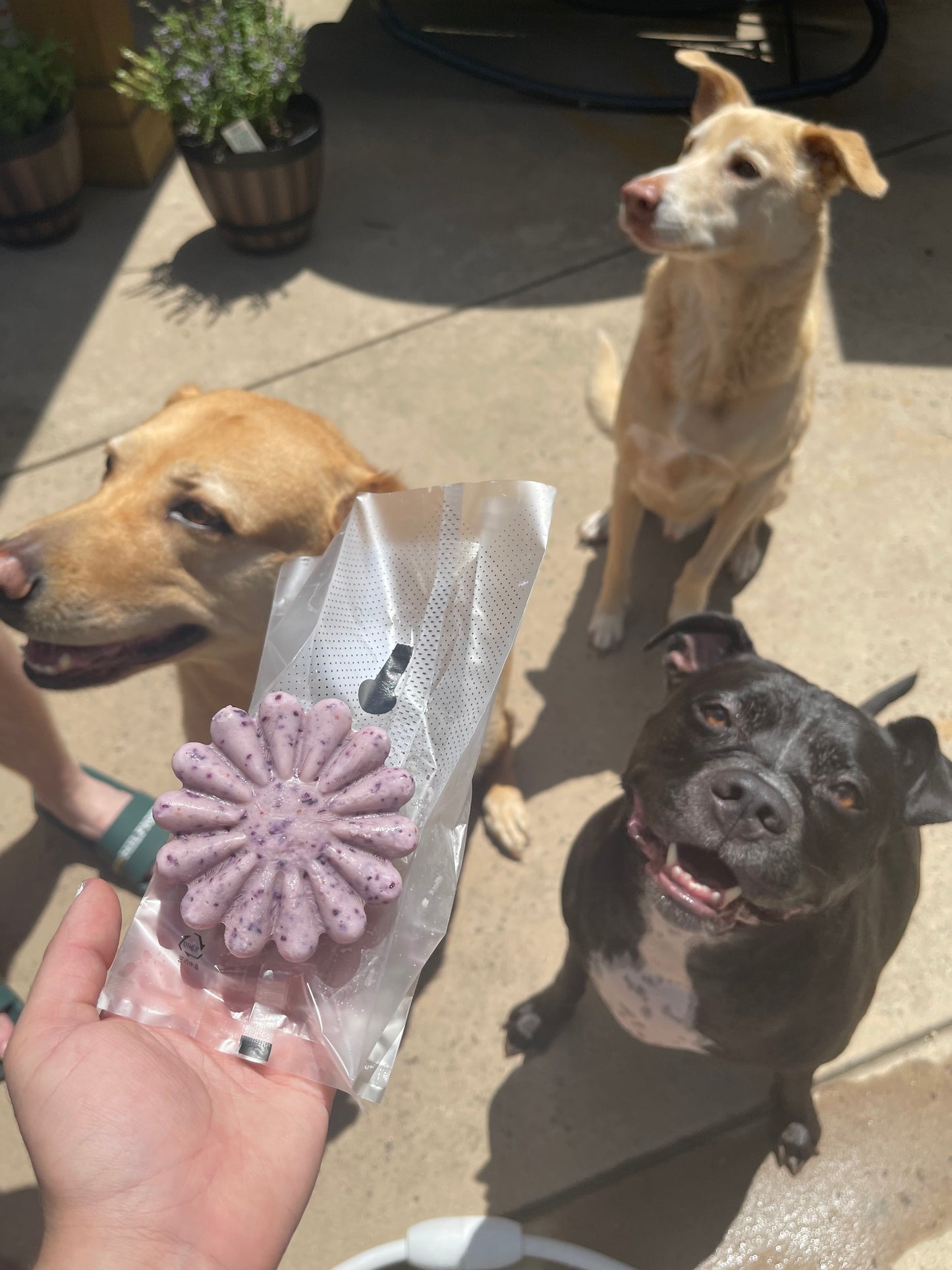 Dog Ice cream pop